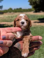 SWEET POTATO, a female Cavapoo and Poodle - Miniature  for sale in Sacramento, CA – 6 of 7