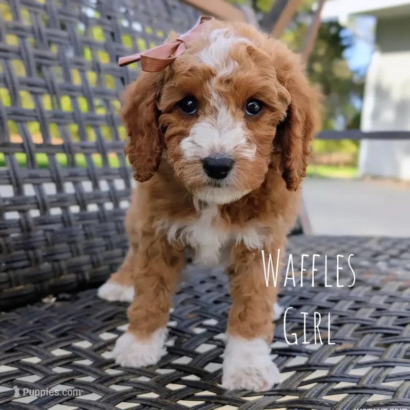 WAFFLES – Cavapoo, Poodle - Miniature  puppy for sale in Sacramento, CA