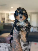 Neapolitan, a male Bernedoodle for sale in Sacramento, CA – 3 of 5