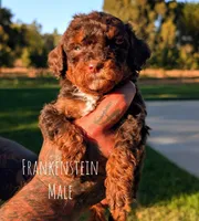 FRANKENSTEIN , a male Poodle - Miniature  and Miniature Bernedoodle for sale in Sacramento, CA – 2 of 5