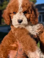 HASHBROWN, a male Cavapoo and Poodle - Miniature  for sale in Sacramento, CA – 2 of 10