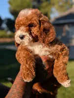 SMALL FRY, a male Cavapoo and Poodle - Miniature  for sale in Sacramento, CA – 2 of 10