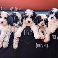 JOHNNIE, a female Cavapoo and Miniature Bernedoodle for sale in Sacramento, CA – Photo 4 of 4