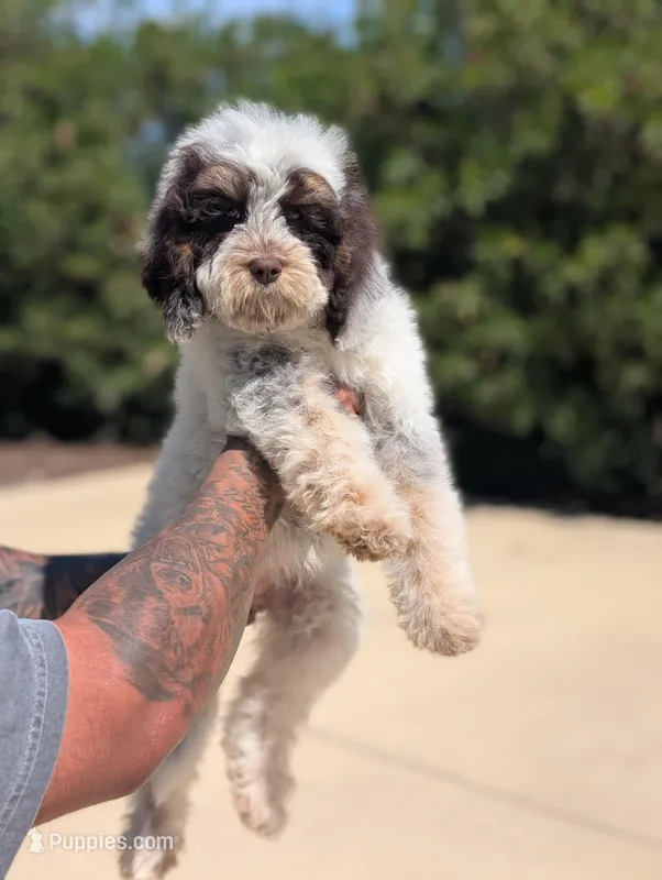 JOHNNIE – Cavapoo, Miniature Bernedoodle puppy for sale in Sacramento, CA