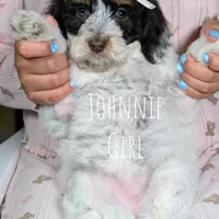 JOHNNIE, a female Cavapoo and Miniature Bernedoodle for sale in Sacramento, CA – Photo 1 of 4