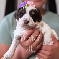 JOHNNIE, a female Cavapoo and Miniature Bernedoodle for sale in Sacramento, CA – Photo 3 of 4