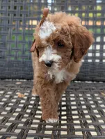 SWEET POTATO, a female Cavapoo and Poodle - Miniature  for sale in Sacramento, CA – 9 of 10