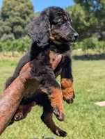 JADE, a female Miniature Bernedoodle for sale in Sacramento, CA – 2 of 9