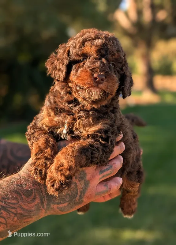 MONSTER – Poodle - Miniature , Miniature Bernedoodle puppy for sale in Sacramento, CA