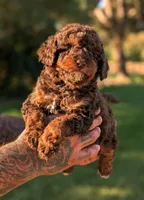 MONSTER, a male Poodle - Miniature  and Miniature Bernedoodle for sale in Sacramento, CA – 1 of 2