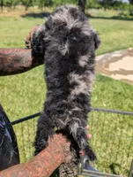 ROWAN, a male Goldendoodle and Miniature Bernedoodle for sale in Sacramento, CA – 4 of 9