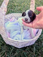 NOVA, a female Cavapoo and Miniature Bernedoodle for sale in Sacramento, CA – 3 of 5