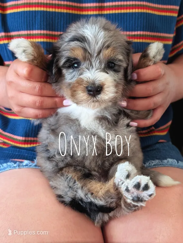 ONYX  – Miniature Bernedoodle puppy for sale in Sacramento, CA