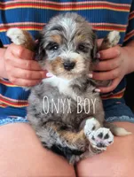 ONYX , a male Miniature Bernedoodle for sale in Sacramento, CA – Photo 1 of 4