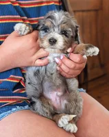 ONYX , a male Miniature Bernedoodle for sale in Sacramento, CA – Photo 2 of 4