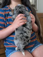 ONYX , a male Miniature Bernedoodle for sale in Sacramento, CA – Photo 4 of 4