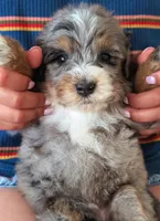 ONYX , a male Miniature Bernedoodle for sale in Sacramento, CA – Photo 3 of 4