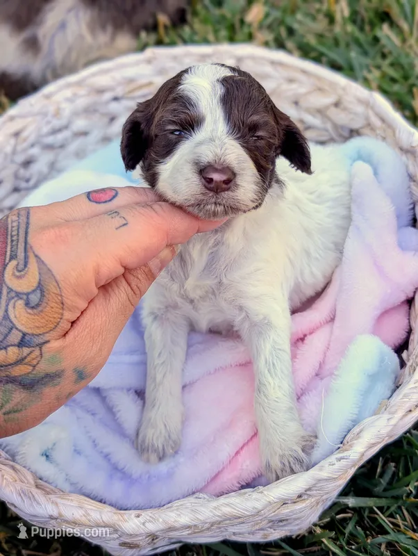 NOVA – Cavapoo, Miniature Bernedoodle puppy for sale in Sacramento, CA