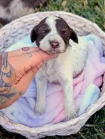NOVA, a female Cavapoo and Miniature Bernedoodle for sale in Sacramento, CA – 1 of 5