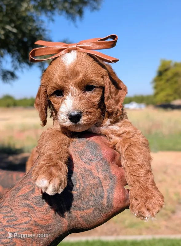 PRINGLES – Cavapoo, Poodle - Miniature  puppy for sale in Sacramento, CA
