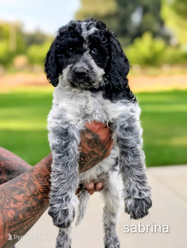 SABRINA – Cavapoo, Miniature Bernedoodle puppy for sale in Sacramento, CA