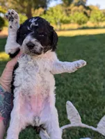 SAGE, a female Cavapoo and Miniature Bernedoodle for sale in Sacramento, CA – 4 of 4