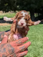 CURLY FRY , a female Cavapoo and Poodle - Miniature  for sale in Sacramento, CA – 4 of 6