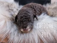 CHEDDAR, a male Bernedoodle and Miniature Bernedoodle for sale in Sacramento, CA – Photo 7 of 9