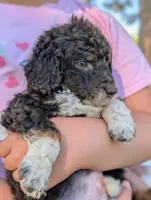 CHEDDAR, a male Bernedoodle and Miniature Bernedoodle for sale in Sacramento, CA – Photo 4 of 9