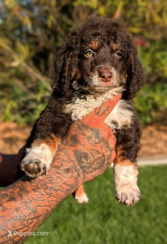 CHEDDAR, a male Bernedoodle and Miniature Bernedoodle for sale in Sacramento, CA – Photo 1 of 9