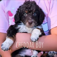 CHEDDAR, a male Bernedoodle and Miniature Bernedoodle for sale in Sacramento, CA – Photo 3 of 9