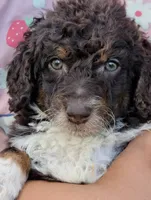 CHEDDAR, a male Bernedoodle and Miniature Bernedoodle for sale in Sacramento, CA – Photo 2 of 9