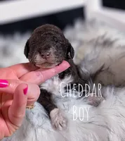 CHEDDAR, a male Bernedoodle and Miniature Bernedoodle for sale in Sacramento, CA – Photo 6 of 9