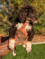 CHEDDAR, a male Bernedoodle and Miniature Bernedoodle for sale in Sacramento, CA – Photo 9 of 9