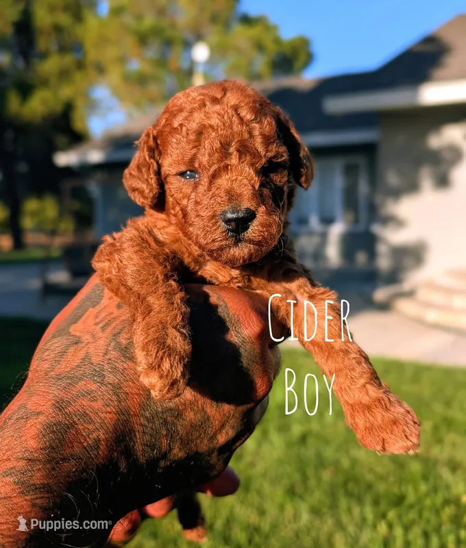 CIDER – Goldendoodle puppy for sale in Sacramento, CA