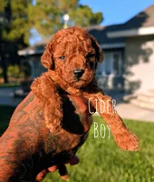 CIDER, a male Goldendoodle for sale in Sacramento, CA – 3 of 5