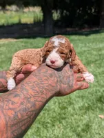 CURLY FRY , a female Cavapoo and Poodle - Miniature  for sale in Sacramento, CA – 6 of 6