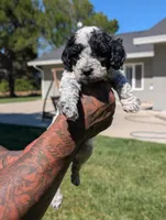INDIGO , a female Cavapoo and Miniature Bernedoodle for sale in Sacramento, CA – 9 of 9