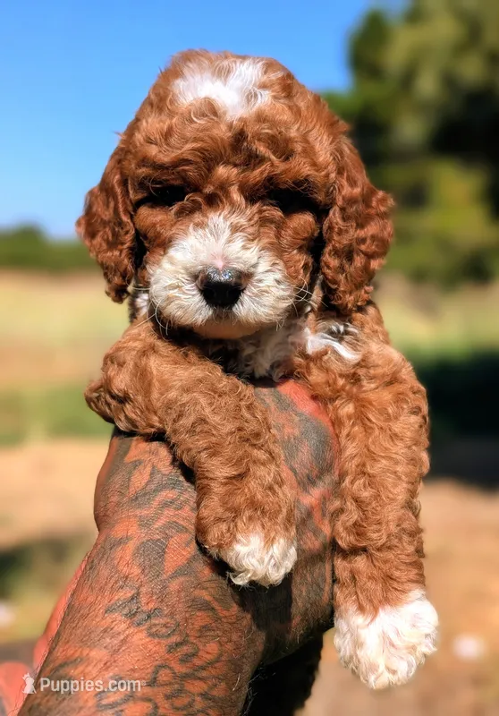 SMALL FRY – Cavapoo, Poodle - Miniature  puppy for sale in Sacramento, CA