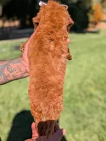 MAPLE, a female Goldendoodle and Poodle - Miniature  for sale in Sacramento, CA – 4 of 10
