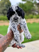 INDIGO , a female Cavapoo and Miniature Bernedoodle for sale in Sacramento, CA – 1 of 9