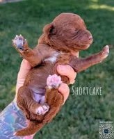 SHORTCAKE 🍰, a female Poodle - Toy  and Poodle - Miniature  for sale in Sacramento, CA – 3 of 7