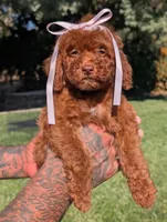 CINNAMON , a female Goldendoodle and Poodle - Miniature  for sale in Sacramento, CA – 3 of 10