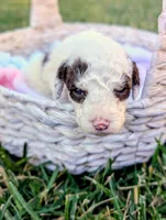 EMBER, a female Cavapoo and Miniature Bernedoodle for sale in Sacramento, CA – 2 of 4