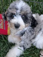 CYPRESS , a male Goldendoodle and Miniature Bernedoodle for sale in Sacramento, CA – 2 of 10