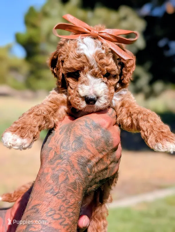 SWEET POTATO – Cavapoo, Poodle - Miniature  puppy for sale in Sacramento, CA