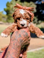 SWEET POTATO, a female Cavapoo and Poodle - Miniature  for sale in Sacramento, CA – 5 of 10