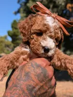 SWEET POTATO, a female Cavapoo and Poodle - Miniature  for sale in Sacramento, CA – 8 of 10