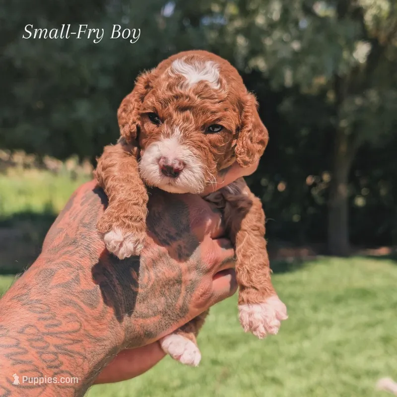 SMALL FRY – Cavapoo, Poodle - Miniature  puppy for sale in Sacramento, CA