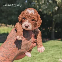 SMALL FRY, a male Cavapoo and Poodle - Miniature  for sale in Sacramento, CA – 1 of 5